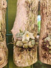 Constantia cipoensis