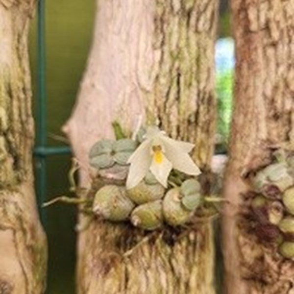 Constantia cipoensis Orquiloja