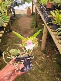 Cattleya aclandiae albescens - Orquiloja