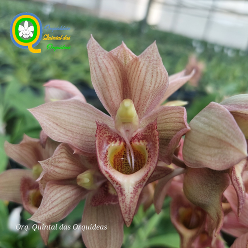 Catasetum Dapper Dots - ADULTO