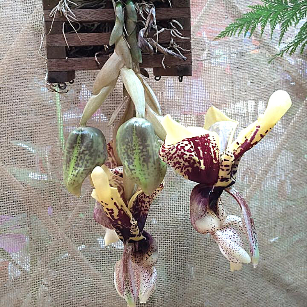 Orquídea Stanhopea tigrina muda pequena (orquídea passarinho)