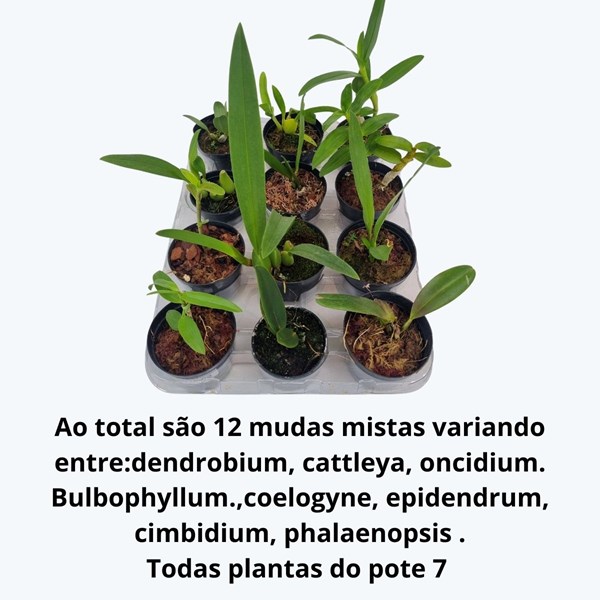 Kit 12 Orquideas Variadas Planta Exótica Mudas Rara Pote 7