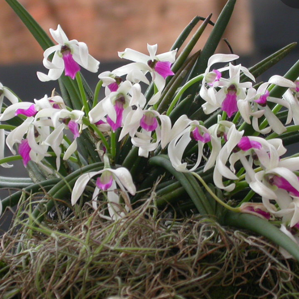 Orquídea Leptotes Bicolor - Orquiloja