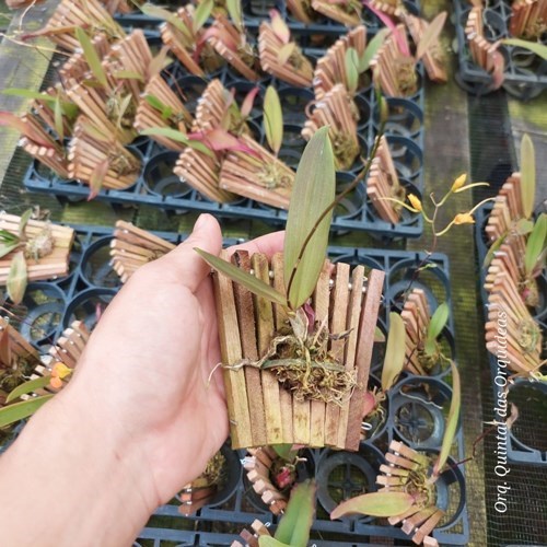 Comparettia speciosa - Adulto - Leque