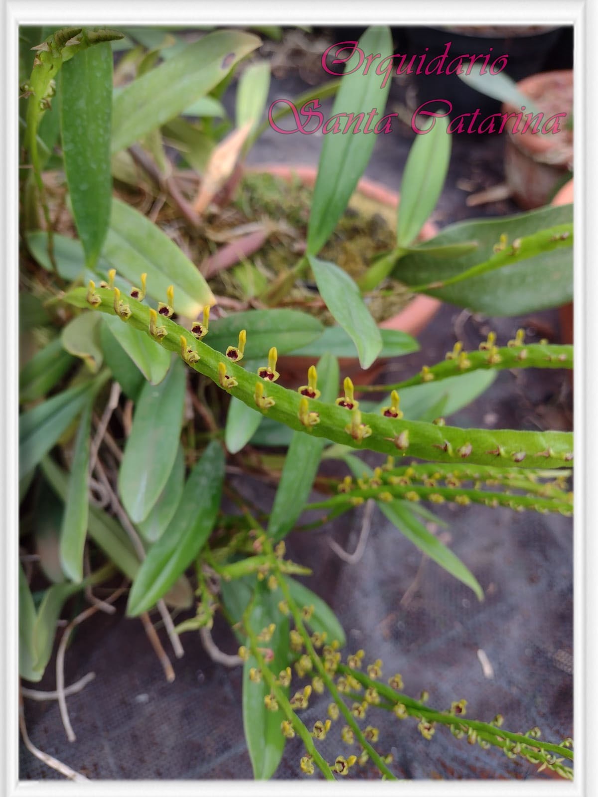 Orquídea Bullbophillum falcatum