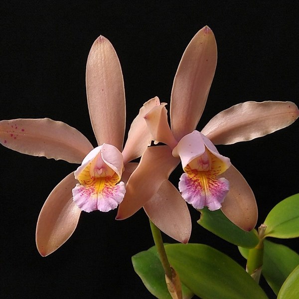 Orquídea Cattleya forbesii x Cattleya Pedra da Gavea