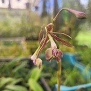 Registro disponível: epidendrum ( cristatum x melanoporphyrem )