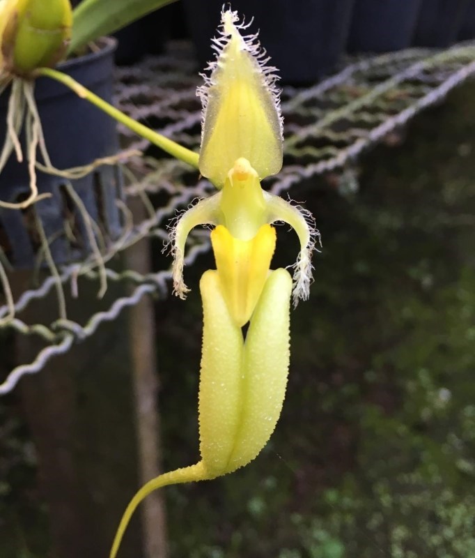Bulbophyllum fascinator albo