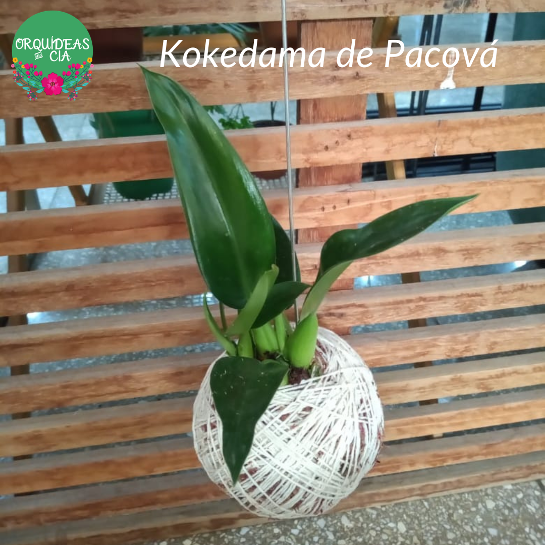 Kokedama de Pacová