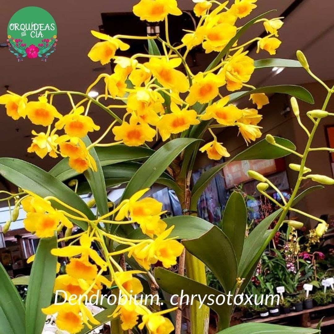 Orquídea Dendrobium chrysotoxum