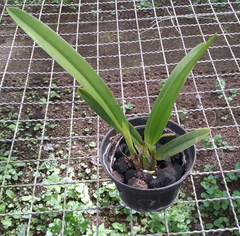 Schomburgkia rosea x Broughtonia sanguinea