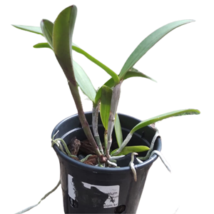 Cattleya Leopoldii lilacinea x Cattleya Schilleriana coerulea