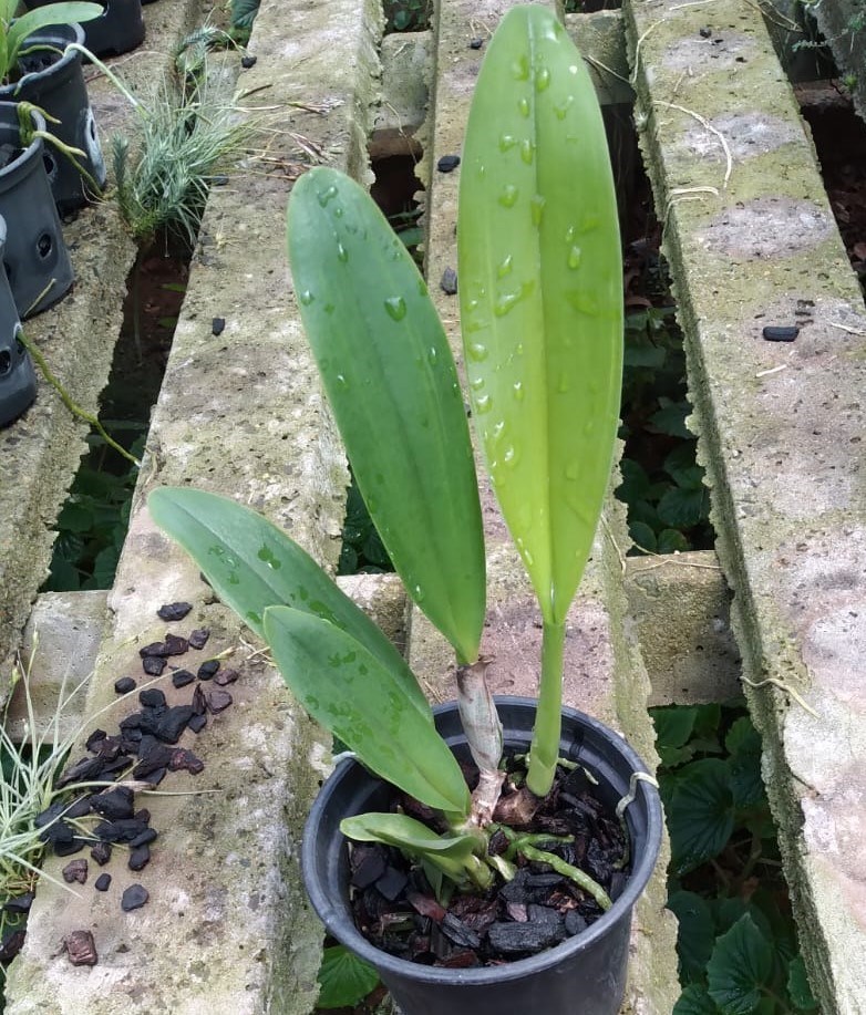 Cattleya (Ruth Gee Carmela x Aranka Germanske)