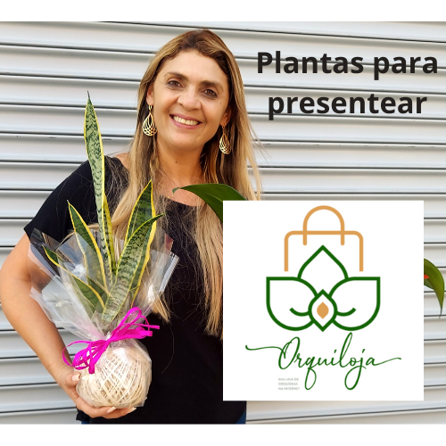 Kokedama de Espada de Santa Bárbara