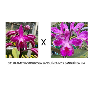 Frasco de Orquídea 33178 AMETHYSTOGLOSSA SANGUÍNEA N2 X SANGUÍNEA N 4