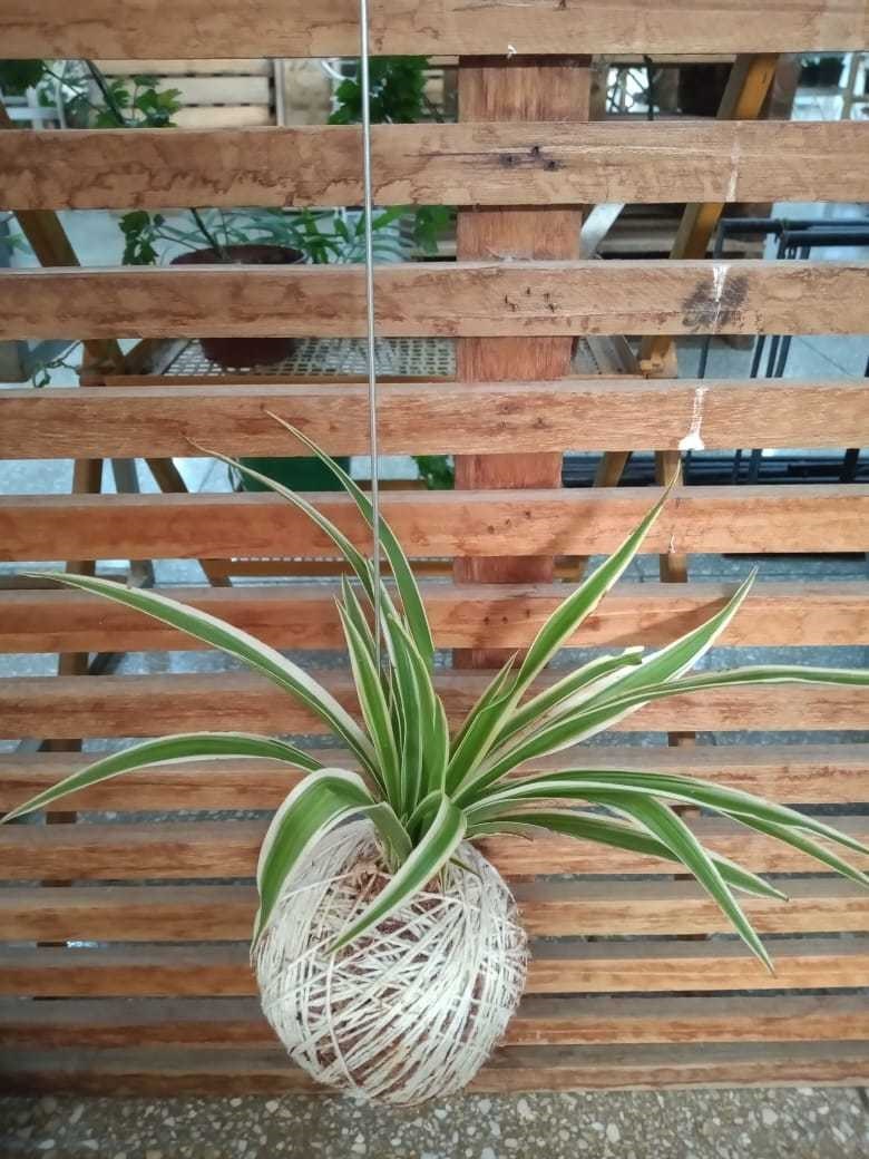 Kokedama de Folhagem Clorofito