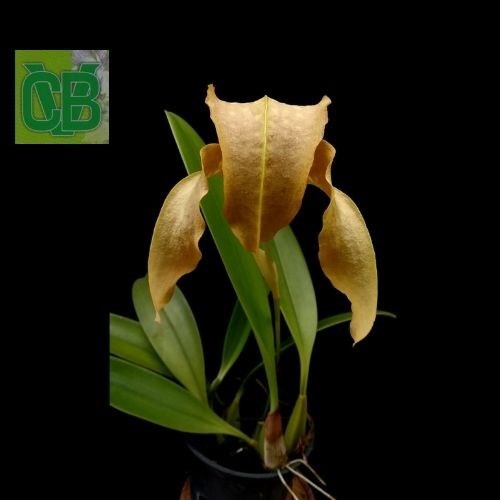 Bulbophyllum grandiflorum
