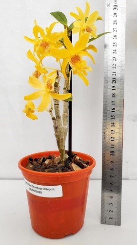 Orquídea Dendrobium Stardust Chyomi ! Planta Adulta !