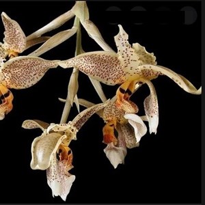 Orquidea Stanhopea oculata