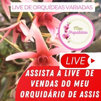 Clique para assistir a Live de Vendas do Orquidário - Meu Orquidário de Assis e aproveite! Plantas lindas e exclusivas por um ótimo preço! A partir das 19 horas!