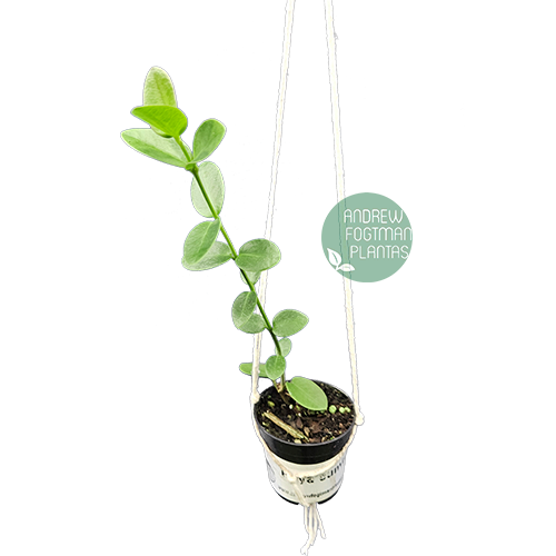 Combo nº 4 das flores de cera pendentes mudas enraizadas no pote nº 6