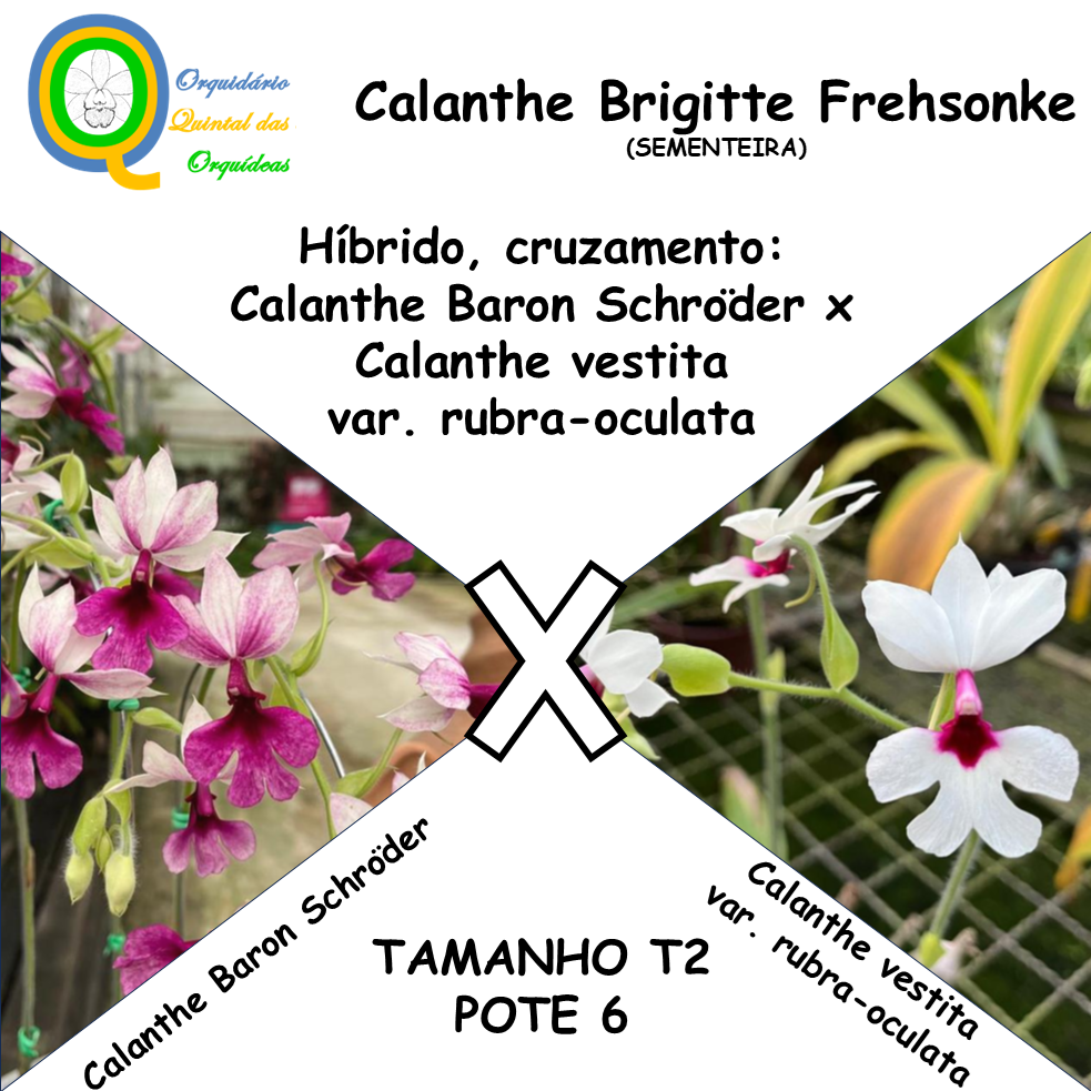 Calanthe Brigitte Frehsonke - SEMENTEIRA - TAMANHO T2