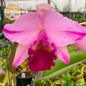 Orquídea Cattleya warneri flamea Katiussia x Cat. warneri flamea Gean