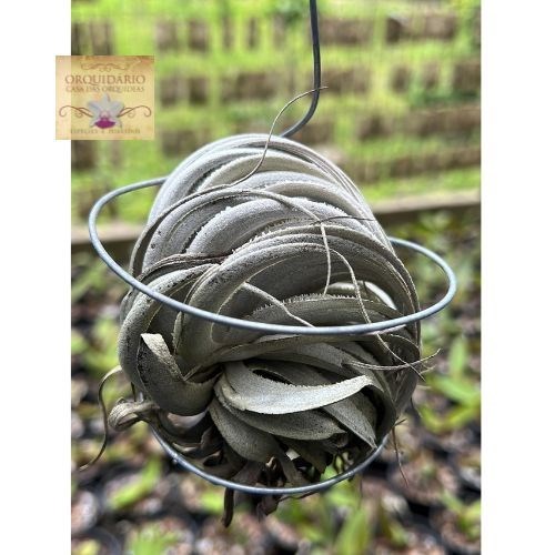 Tillandsia piauiensis