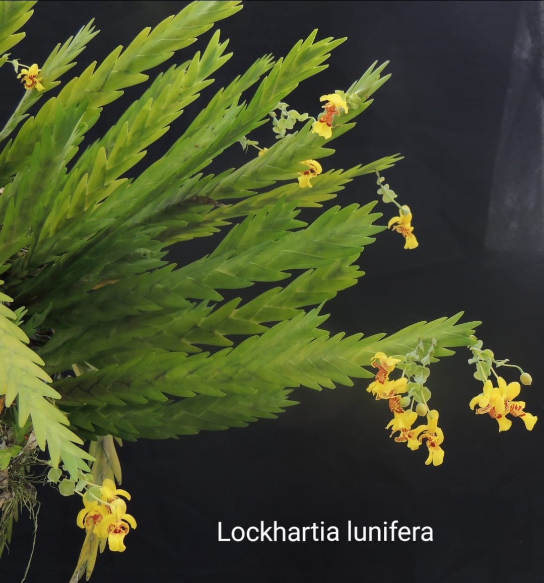 Orquídea Lockharttia lunifera