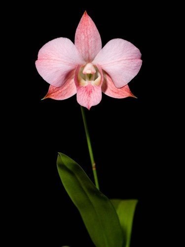 Orquidea Dendrobium (denphal) Kiko Orange!! Super Promoção!!