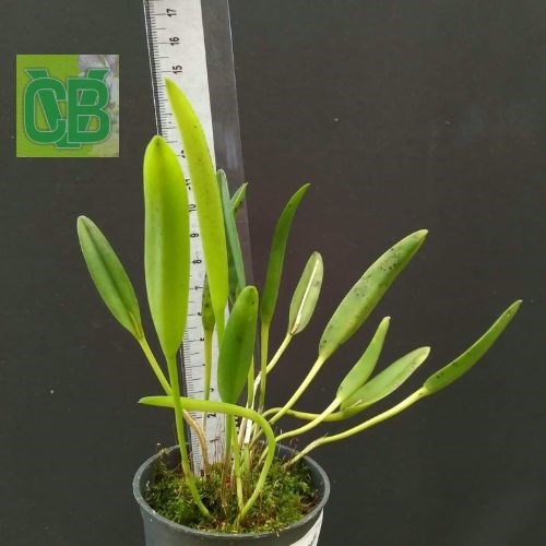 Pleurothallis glumacea