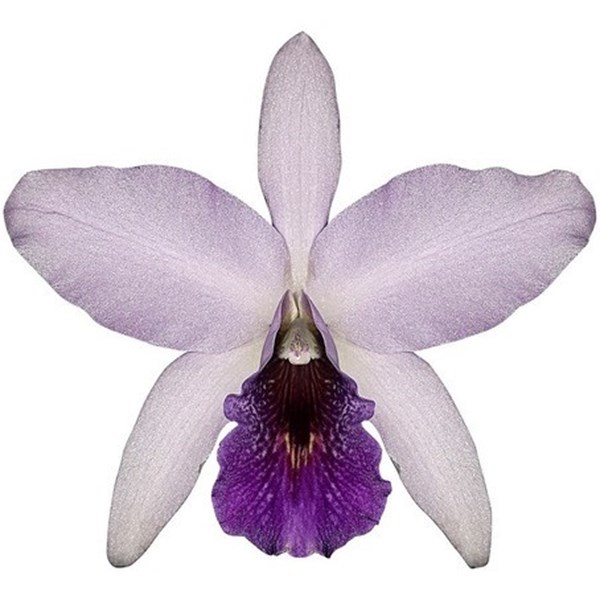 Orquídea Laelia anceps coerulea Planta Adulta Flor Azulada - Orquiloja
