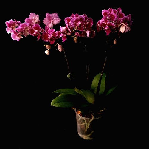 Orquídea Phalaenopsis Mini ! Flor Linda ! Com Vaso.