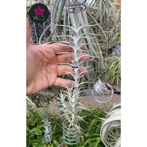 Tillandsia Albida "Long Form"