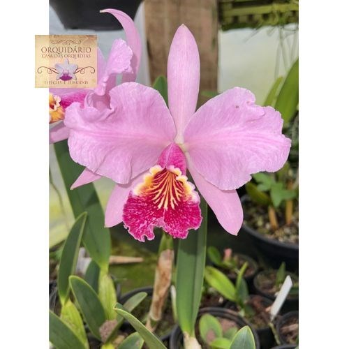 Orquídea Cattleya lueddemanniana vinicolor