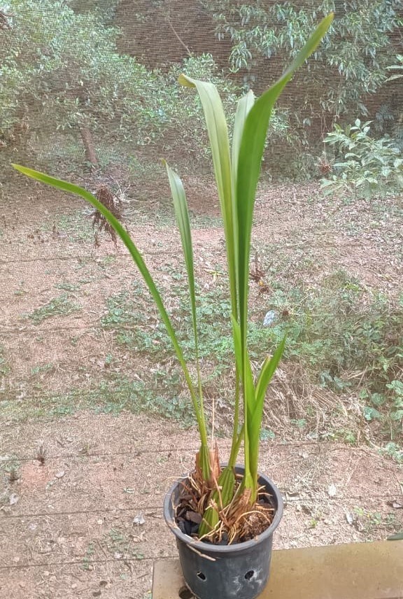 Trigonidium egertonianum