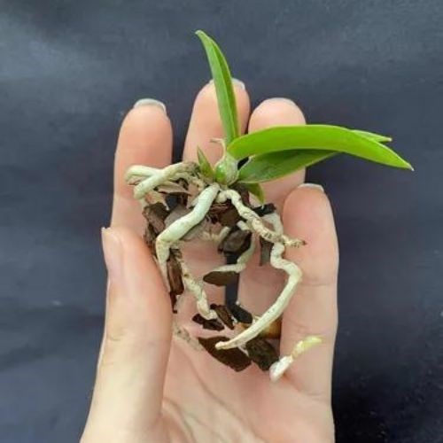 Kit com 10 Mudas De Orquídea Para Replantar