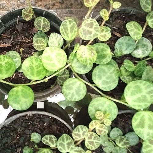 Colar de Tartaruga (Peperomia Prostata)