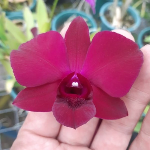 Orquídea Dendrobium Popper Red (Denphal)- Adulto - Orquiloja