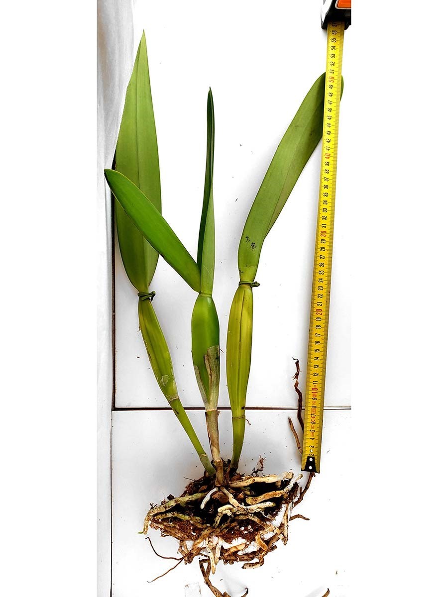 Orquidea Laelia purpurata carnea Planta Adulta Que Já Floriu