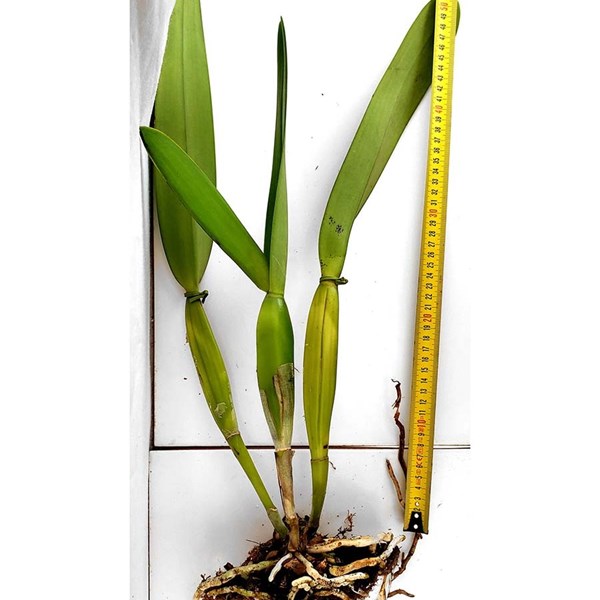 Orquidea Laelia purpurata carnea Planta Adulta Que Já Floriu