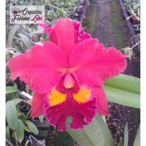 Orquídea B.L.C. NSA Linda Dona ''Grande Labelo"