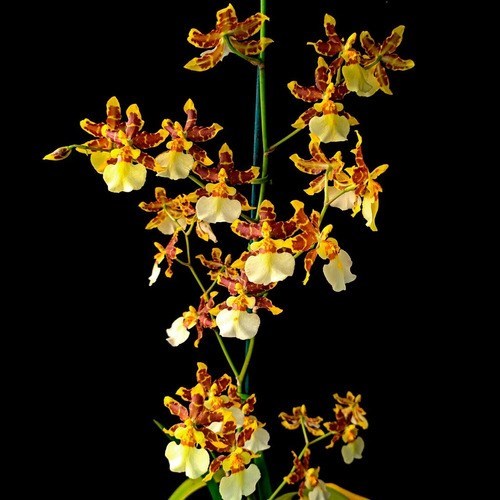 Orquideas Dama Dançante Oncidium sphacelatum ! Planta Adulta