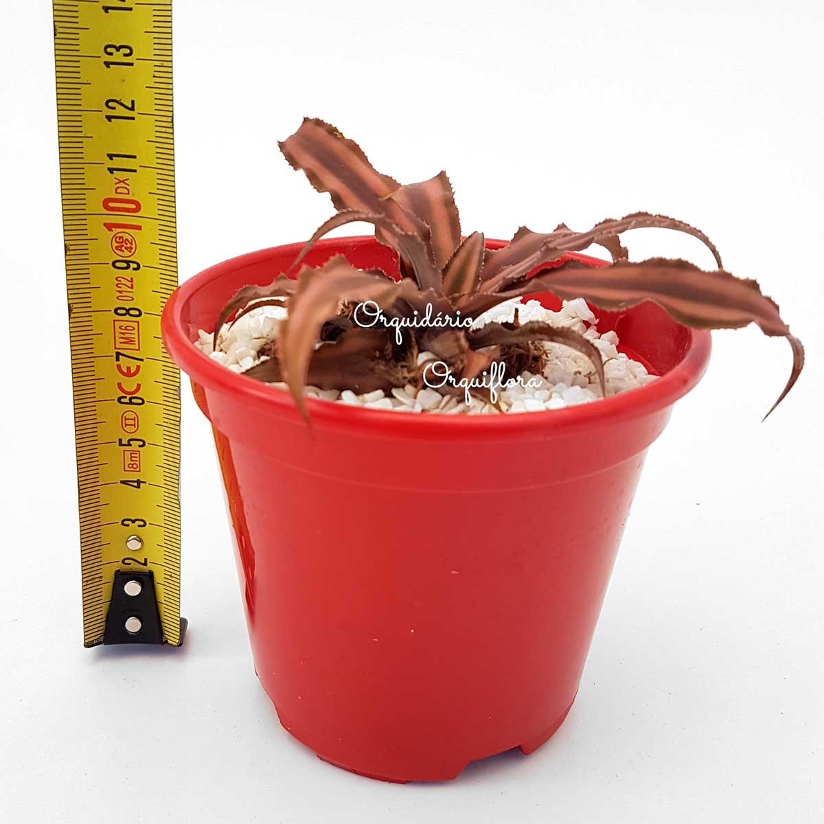 Muda Bromelia Neoregelia Cryptanthus Rosada Com Vaso