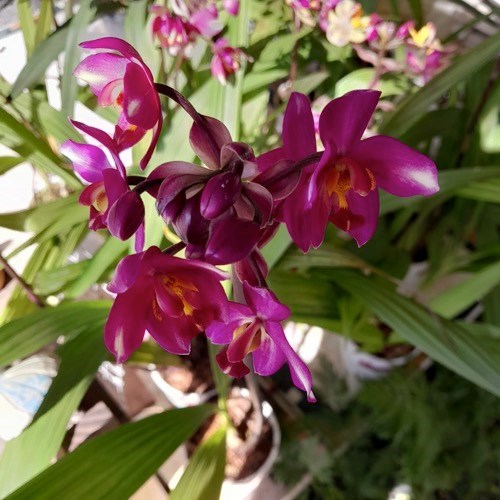 Spatoglotis exótica (cores diversas)