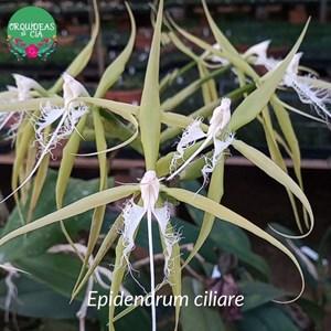 Orquídea Coilostylis ciliaris (Epidendrum ciliare)