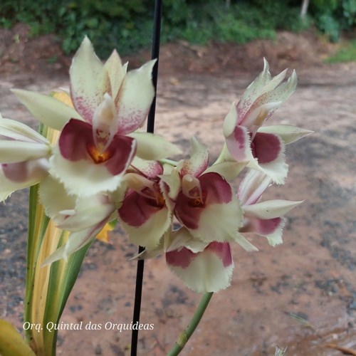 Catasetum faustoi-pileatum - Adulto