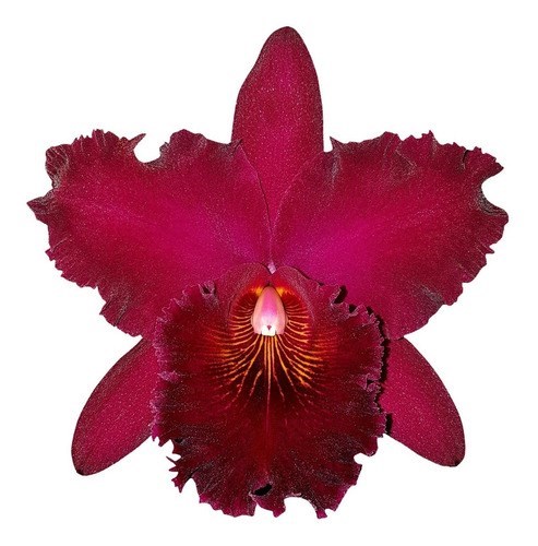 Orquidea Blc. Chia Lin New City !!! Planta Adulta