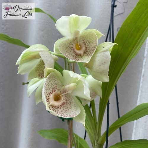 Catasetum Carlos Lahr