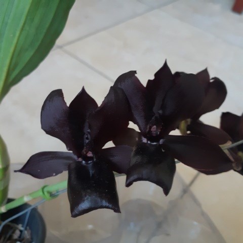 Monnierara Millennium Magic 'Witchcraft' - ADULTO 